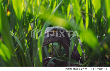 Velociraptor dinosaur toy in the middle of lush green grass 116290481