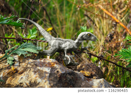 Velociraptor dinosaur toy stands on a rock on the side Velociraptor dinosaur toy stands on a rock on the side 116290485