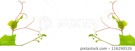 Collage of vine leaves on white. Pattern of vine leaves. Free space for text. Wide photo. 116290526
