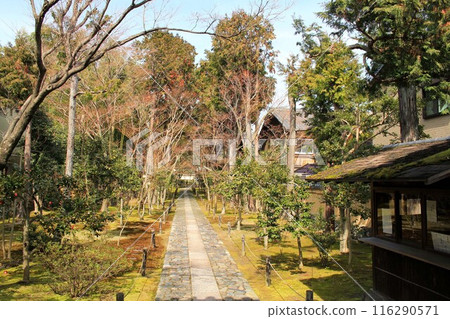 Shikaoin 116290571