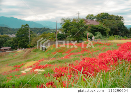 Red spider lilies blooming on the terraced rice fields at Terasaka Rice Terraces 116290604