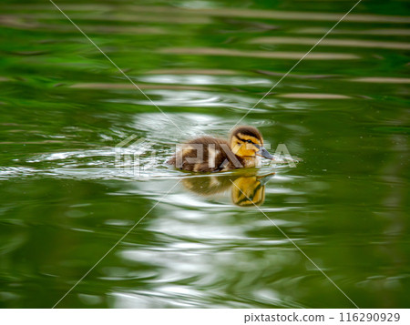 Newborn mallard duckling swimming on the water. Newborn mallard duckling swimming on the water. 116290929