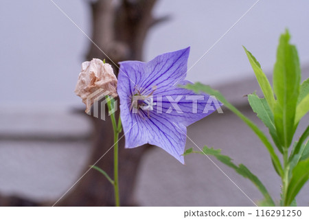 藍色風鈴草 116291250