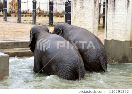 動物大象 動物大象 116291252