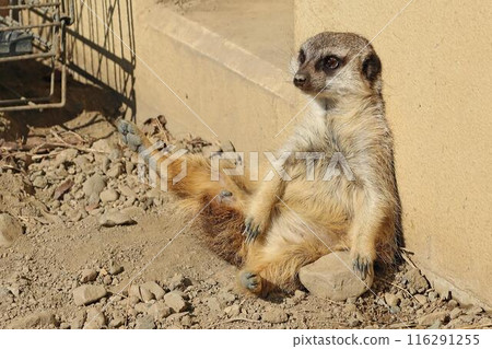 草原土撥鼠 116291255