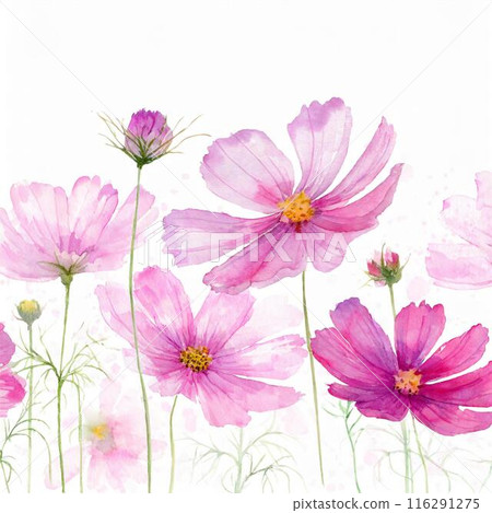 Cosmos 116291275