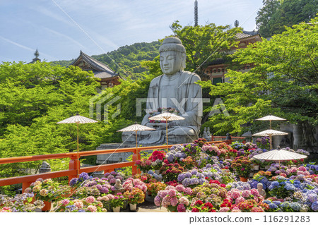 坪坂寺、釋迦牟尼如來石像及繡球花 坪坂寺、釋迦牟尼如來石像及繡球花 116291283