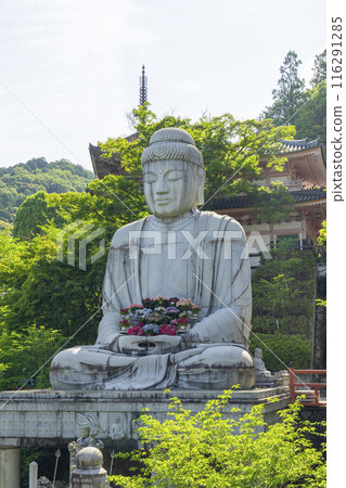 Kosakadera Temple: Stone statue of Shaka Nyorai and hydrangeas Kosakadera Temple: Stone statue of Shaka Nyorai and hydrangeas 116291285