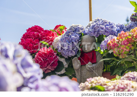 坪坂寺繡球花和石佛 坪坂寺繡球花和石佛 116291290