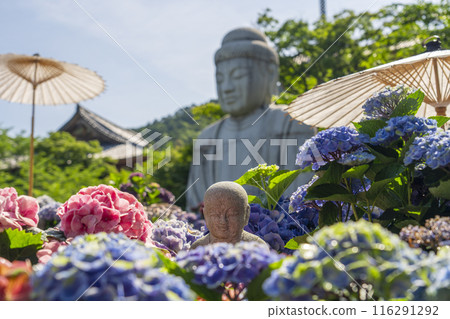 坪坂寺、釋迦牟尼如來石像及繡球花 116291292