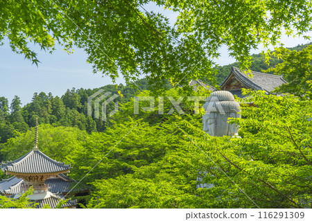 Tsubosaka Temple: New Green Buddha Tsubosaka Temple: New Green Buddha 116291309
