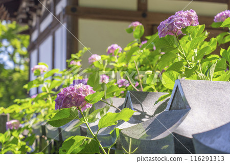 Hydrangea flowers blooming in the grounds of Tsubosaka Temple 116291313