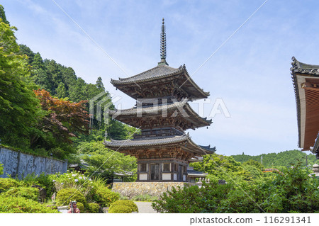Early summer in Nara, Tsubosaka-dera Temple, Three-story Pagoda Early summer in Nara, Tsubosaka-dera Temple, Three-story Pagoda 116291341