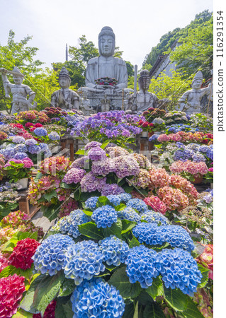 坪坂寺、釋迦牟尼如來石像及繡球花 116291354