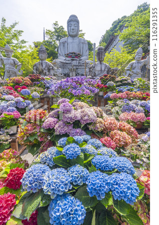 坪坂寺、釋迦牟尼如來石像及繡球花 116291355