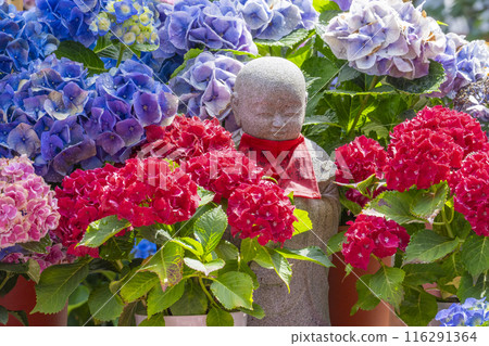 坪坂寺，一座被繡球花包圍的小石佛 116291364