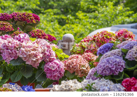 Tsubosaka-dera Temple: A small stone Buddha surrounded by hydrangeas 116291366
