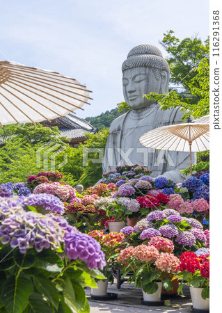 坪坂寺、釋迦牟尼如來石像及繡球花 坪坂寺、釋迦牟尼如來石像及繡球花 116291368