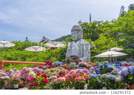 Kosakadera Temple: Stone statue of Shaka Nyorai and hydrangeas 116291372