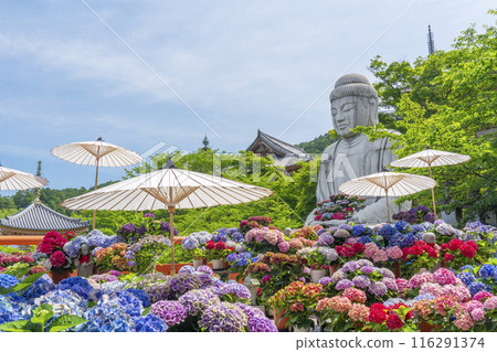 Kosakadera Temple: Stone statue of Shaka Nyorai and hydrangeas 116291374