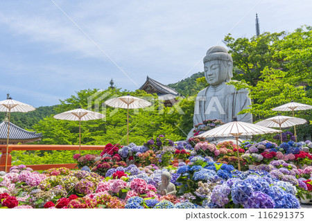Kosakadera Temple: Stone statue of Shaka Nyorai and hydrangeas 116291375
