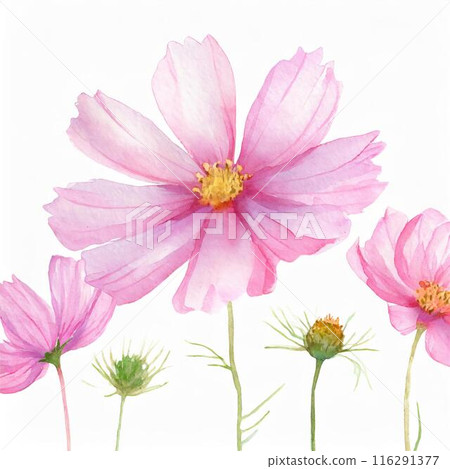Cosmos Cosmos 116291377
