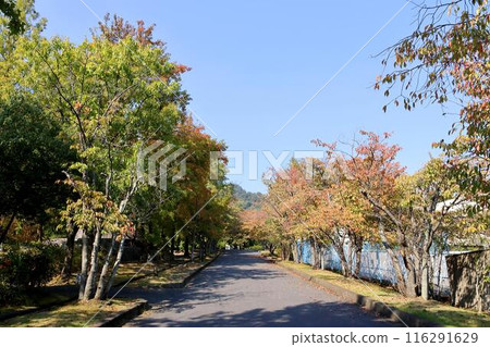 Street tree of autumn leaves Zelkova 116291629
