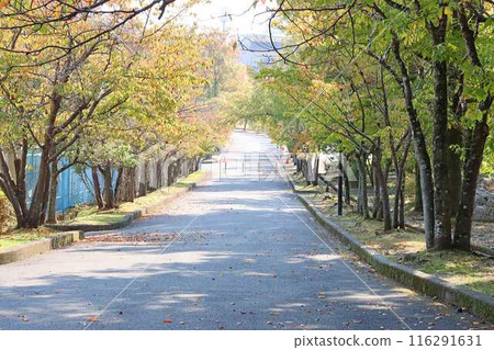 綠樹成蔭的道路與秋天的落葉 綠樹成蔭的道路與秋天的落葉 116291631