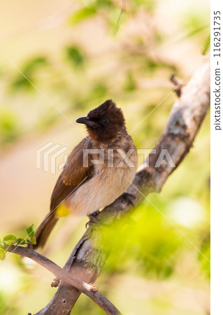 Close-up of a brown and white bird perched on a branch in Tanzania's natural habitat Close-up of a brown and white bird perched on a branch in Tanzania's natural habitat 116291735