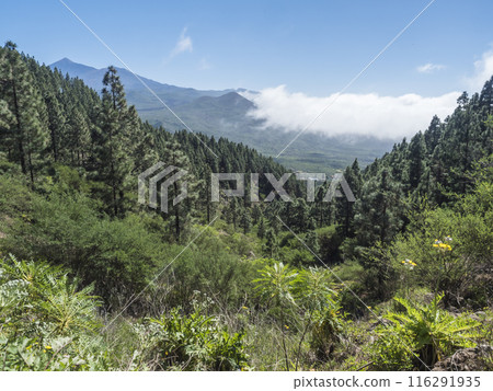 Scenic view on volcano Pico del Teide surrounded by pine tree forest, Teno mountain range, Tenerife, Canary Islands, Spain, Europe. Hiking trail around Cruz de Gala peak. 116291935