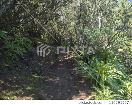 Hiking trail through the lush green vegetation, ferns and laurel forest around Cruz de Gala peak in Teno mountain range, Tenerife, Canary Islands, Spain, Europe. Clear blue sky. Hiking trail through the lush green vegetation, ferns and laurel forest around Cruz de Gala peak in Teno mountain range, Tenerife, Canary Islands, Spain, Europe. Clear blue sky. 116291937