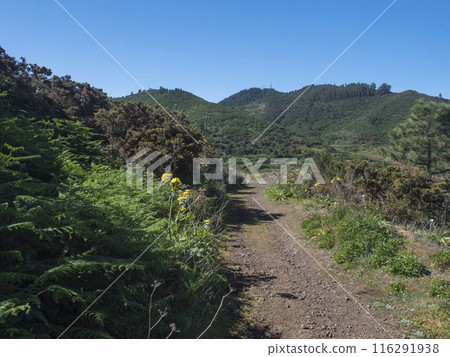 Hiking trail through the lush green vegetation around Cruz de Gala peak in Teno mountain range, Tenerife, Canary Islands, Spain, Europe. Clear blue sky. Hiking trail through the lush green vegetation around Cruz de Gala peak in Teno mountain range, Tenerife, Canary Islands, Spain, Europe. Clear blue sky. 116291938