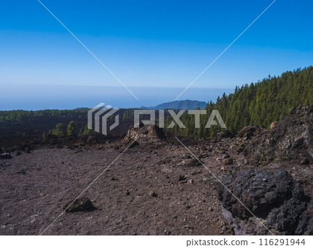 Volcanic landscape at Chinyero volcano circular hiking trail. Black ground of lava ash and rock, green endemic Canary island pines, atlantic ocean and clear blue sky. Tenerife, Spain Volcanic landscape at Chinyero volcano circular hiking trail. Black ground of lava ash and rock, green endemic Canary island pines, atlantic ocean and clear blue sky. Tenerife, Spain 116291944