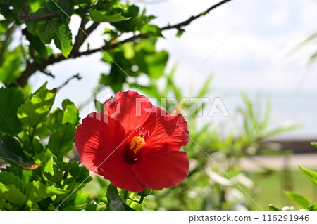 Red hibiscus flowers blooming on a beach overlooking the Caribbean Sea 116291946