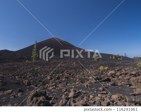 View of black and red cone of Chinyero volcano. Volcanic landscape at Chinyero hiking trail loop. Lava ash, rocks, green endemic Canary island pines and clear blue sky. Tenerife, Spain. Vivid colors. View of black and red cone of Chinyero volcano. Volcanic landscape at Chinyero hiking trail loop. Lava ash, rocks, green endemic Canary island pines and clear blue sky. Tenerife, Spain. Vivid colors. 116291961