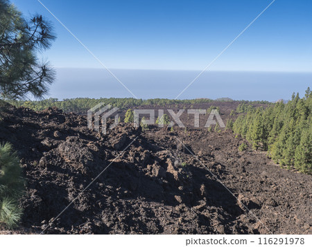 Volcanic landscape at Chinyero volcano circular hiking trail. Black ground of lava ash and rock, green endemic Canary island pines, atlantic ocean and clear blue sky. Tenerife, Spain Volcanic landscape at Chinyero volcano circular hiking trail. Black ground of lava ash and rock, green endemic Canary island pines, atlantic ocean and clear blue sky. Tenerife, Spain 116291978