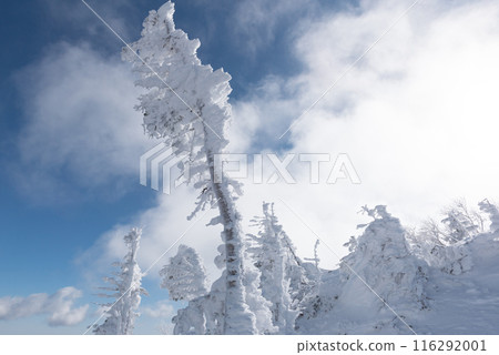 Ice-covered trees, blue skies and snowy scenery on the Shibunoyu route (Higashi Tengu to Nakayama Pass) of Mount Higashi Tengu in the harsh winter in Chino City, Nagano Prefecture Ice-covered trees, blue skies and snowy scenery on the Shibunoyu route (Higashi Tengu to Nakayama Pass) of Mount Higashi Tengu in the harsh winter in Chino City, Nagano Prefecture 116292001