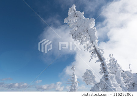 Ice-covered trees, blue skies and snowy scenery on the Shibunoyu route (Higashi Tengu to Nakayama Pass) of Mount Higashi Tengu in the harsh winter in Chino City, Nagano Prefecture Ice-covered trees, blue skies and snowy scenery on the Shibunoyu route (Higashi Tengu to Nakayama Pass) of Mount Higashi Tengu in the harsh winter in Chino City, Nagano Prefecture 116292002
