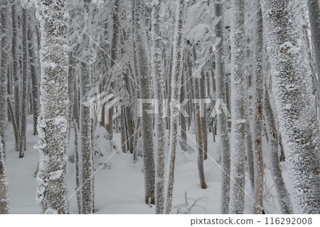 Snow scenery of Shibunoyu route (Karasawa Kosen Junction to Kuroyuri Hut) on Higashi Tengudake in the harsh winter in Chino City, Nagano Prefecture 116292008