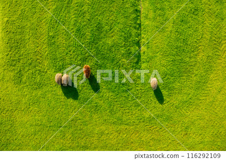 An aerial view of the sheep. Agriculture and animal husbandry.  116292109