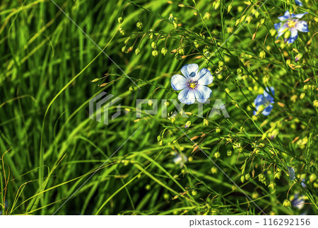 Flowers of Linum perenne growing in spring closeup 116292156
