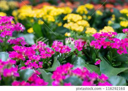Pink and yellow kalanchoe flowers close-up and selective focus of blooming plant in flower shop. 116292168