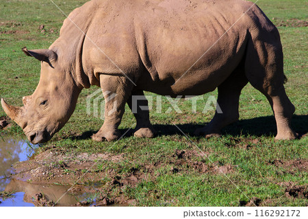 A white rhino is eating grass in a field. 116292172