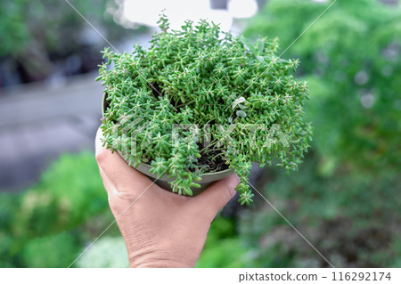 Close-up succulents - Sedum album Murale, also known as White Stonecrop Close-up succulents - Sedum album Murale, also known as White Stonecrop 116292174