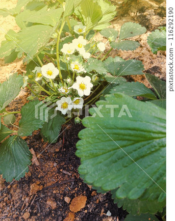 Selective focus white strawberry flowers in garden in sun day. Growing strawberries Selective focus white strawberry flowers in garden in sun day. Growing strawberries 116292190
