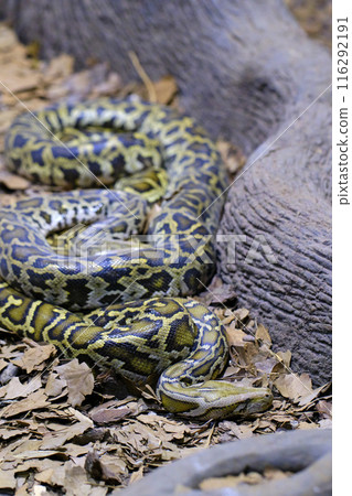 A Burmese python. One of the largest species of snakes. A Burmese python. One of the largest species of snakes. 116292191