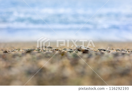 Defocus and blur of sand and pebbles on the sea beach. Seamless abstract background Defocus and blur of sand and pebbles on the sea beach. Seamless abstract background 116292193