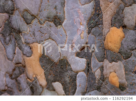 Selective focus abstract background. Closeup texture of American Sycamore Tree spotted tree bark. Selective focus abstract background. Closeup texture of American Sycamore Tree spotted tree bark. 116292194