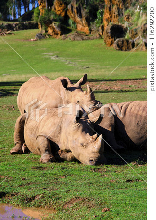 Two white rhinos resting in a field. 116292200