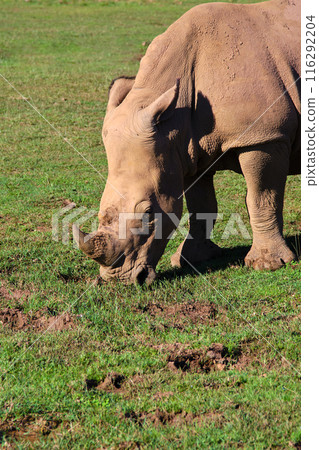 A white rhino is eating grass in a field. A white rhino is eating grass in a field. 116292204